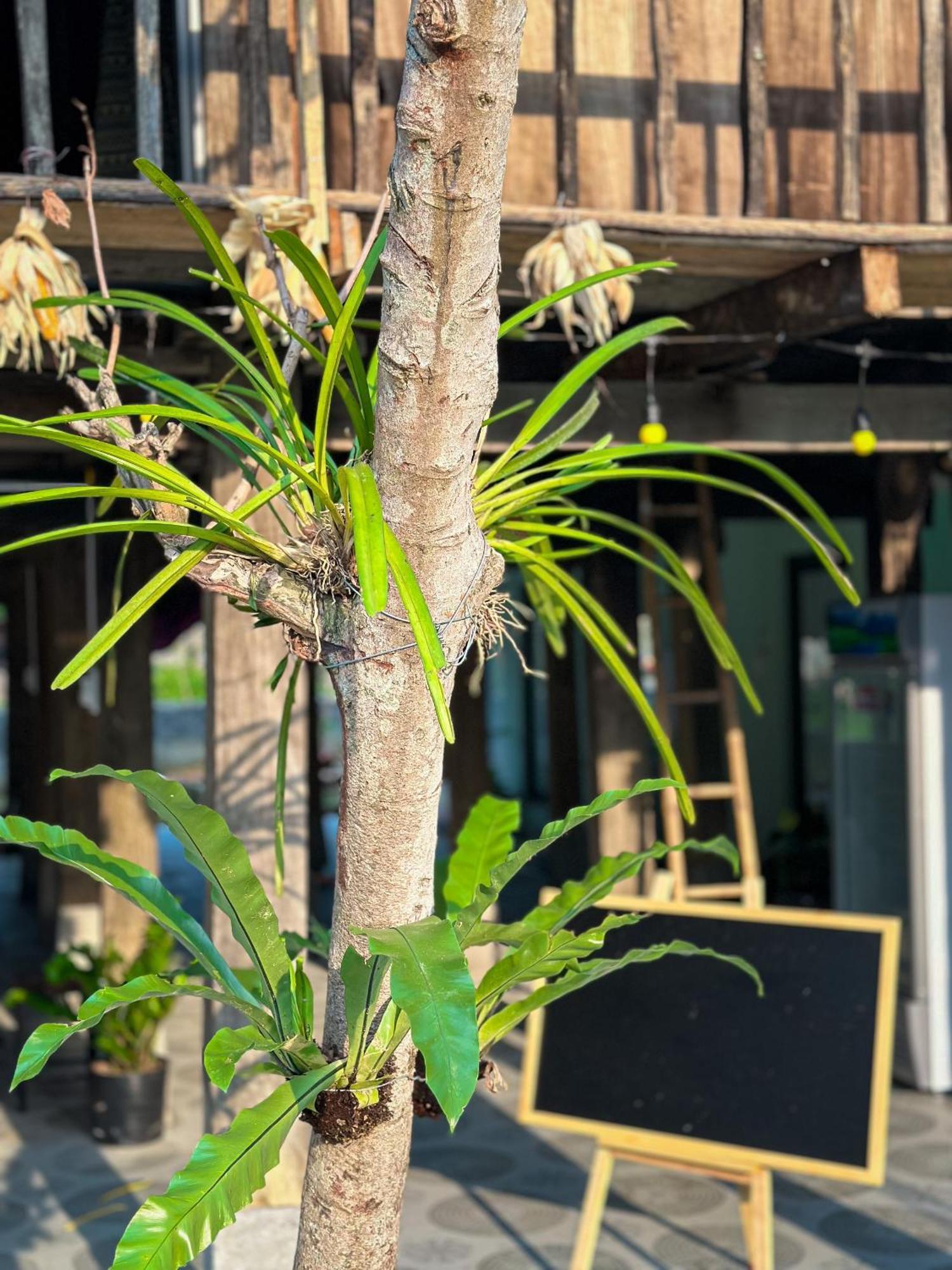 Du Gia Thu'S Homestay Lang Cac Bagian luar foto